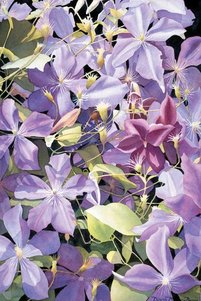 Lavender Confusion by Diana Miller-Pierce art print