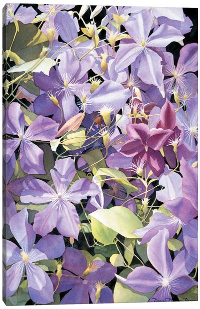 Lavender Confusion Canvas Art Print - Diana Miller-Pierce