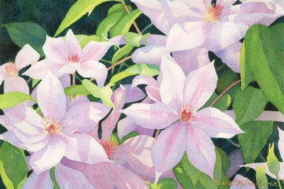 Oleanders