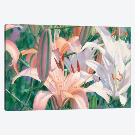 Lilies Of The Field Canvas Print #DMP62} by Diana Miller-Pierce Canvas Art