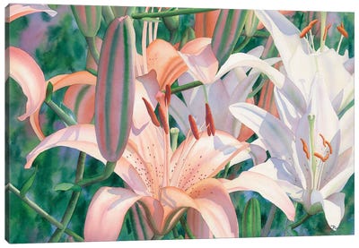 Lilies Of The Field Canvas Art Print - Diana Miller-Pierce