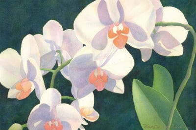 Meditation In White by Diana Miller-Pierce art print