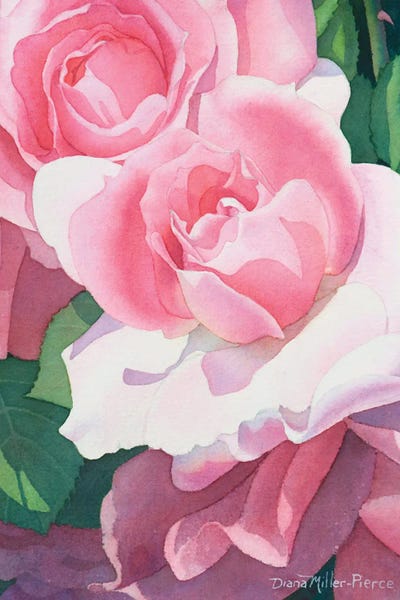 Opening Act-Roses by Diana Miller-Pierce canvas print