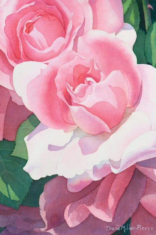 Opening Act-Roses by Diana Miller-Pierce wall art