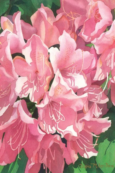 Pink Cotillion by Diana Miller-Pierce art print