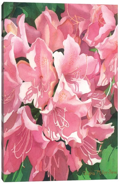 Pink Cotillion Canvas Art Print - Diana Miller-Pierce