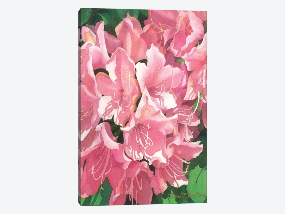 Pink Cotillion by Diana Miller-Pierce 1-piece Canvas Art