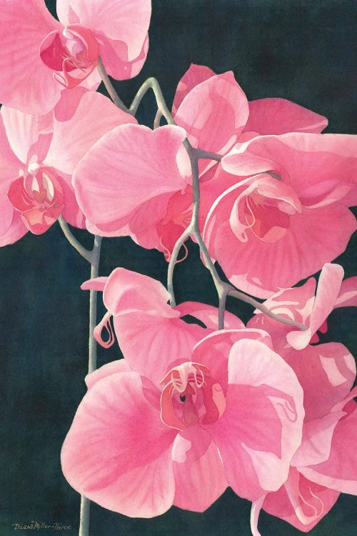 Pink Exotic Splendor by Diana Miller-Pierce wall art