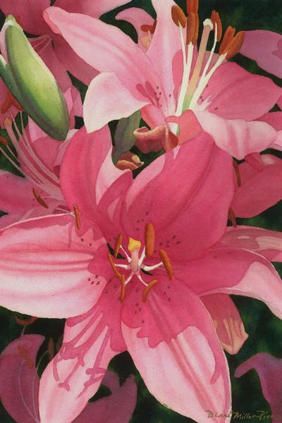 Pink Exuberance by Diana Miller-Pierce canvas print