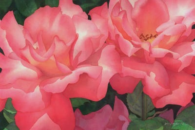 Pink Famenco by Diana Miller-Pierce canvas print