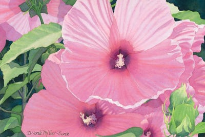 Pink Sonata by Diana Miller-Pierce art print