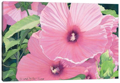 Pink Sonata Canvas Art Print - Hibiscus Art