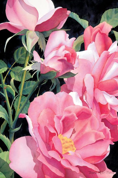 Pinks Beyond The Pale by Diana Miller-Pierce canvas print