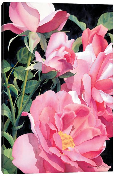 Pinks Beyond The Pale Canvas Art Print - Diana Miller-Pierce