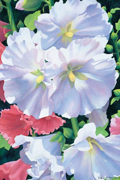 Promenade-Hollyhocks by Diana Miller-Pierce canvas print