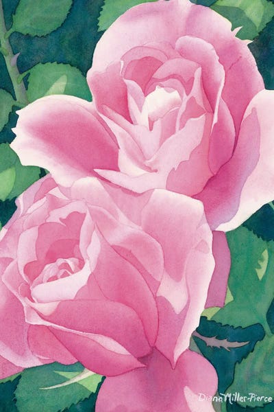 Rose Fever by Diana Miller-Pierce canvas print