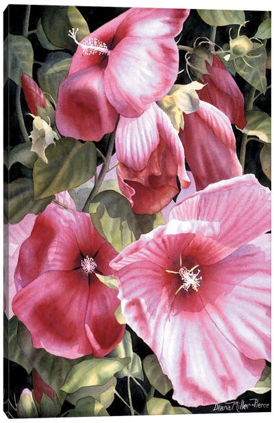 Serenade Canvas Art Print - Hibiscus Art