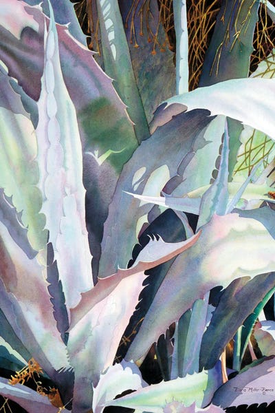 Agave II by Diana Miller-Pierce canvas print