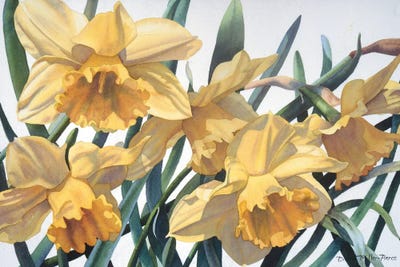 Spring Fever Jonquils by Diana Miller-Pierce art print