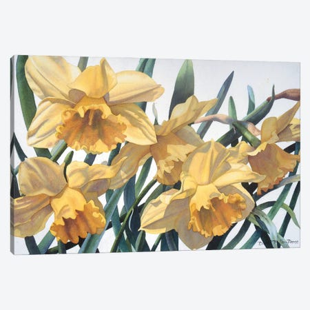 Spring Fever Jonquils Canvas Print #DMP93} by Diana Miller-Pierce Art Print