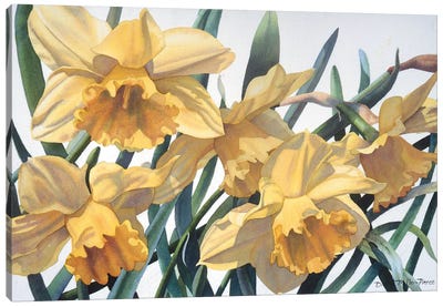Spring Fever Jonquils Canvas Art Print - Daffodil Art