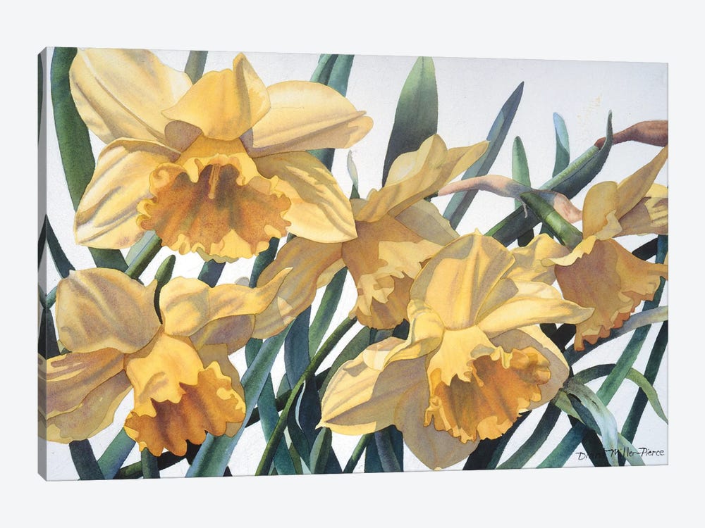 Spring Fever Jonquils by Diana Miller-Pierce 1-piece Canvas Art Print