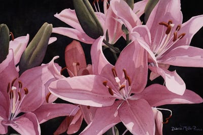 Surprise In Pink by Diana Miller-Pierce canvas print