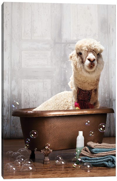 Llama In A Bathtub Canvas Art Print - Animal Humor Art