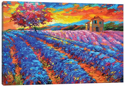 Evening In Provence Canvas Art Print - Vineyard Art