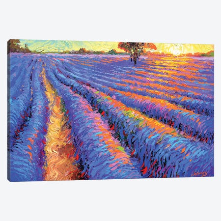 Evening Lavender Field Canvas Print #DMT62} by Dmitry Spiros Canvas Artwork