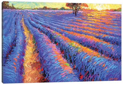 Evening Lavender Field Canvas Art Print - Dmitry Spiros