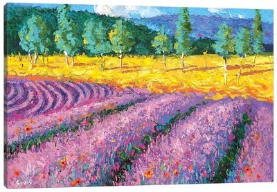 Lavender Flield Noon Canvas Art Print - Dmitry Spiros