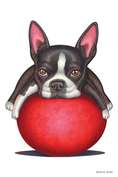 Boston Terrier by Danny Gordon wall art