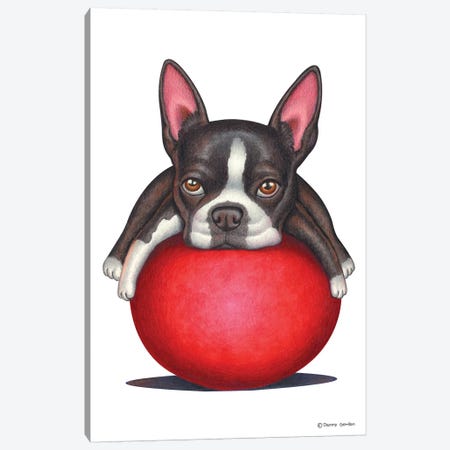 Boston Terrier Canvas Print #DNG11} by Danny Gordon Canvas Art