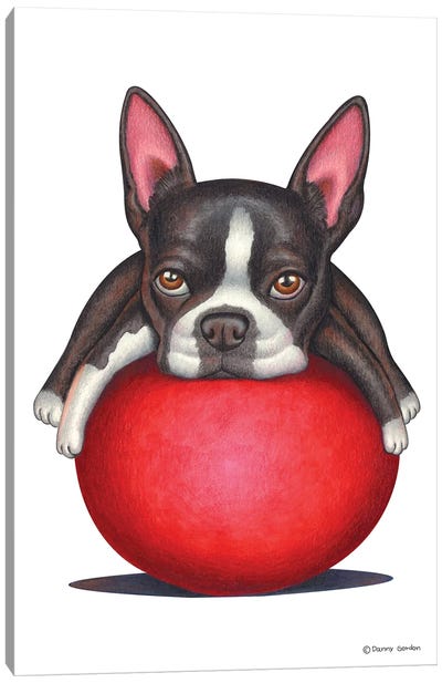 Boston Terrier Canvas Art Print - Danny Gordon