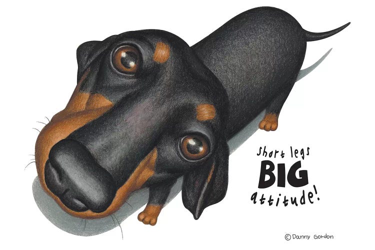 Dachshund Blk Upper View