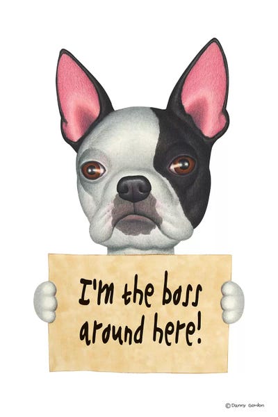 Boston Terrier I'm The Boss by Danny Gordon acrylic art print