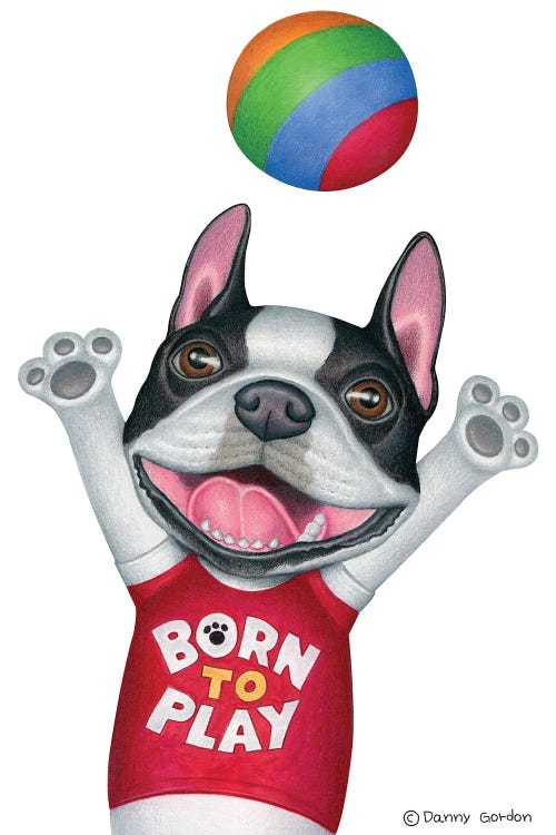 Boston Terrier With Ball