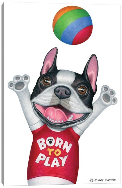 Boston Terrier With Ball Canvas Art Print - Boston Terrier Art