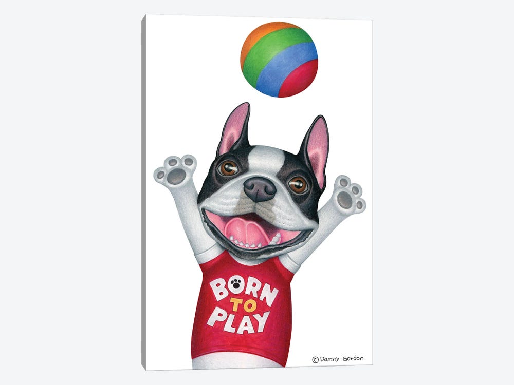 Boston Terrier With Ball by Danny Gordon 1-piece Canvas Art