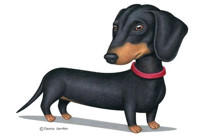 Black Dachshund Red Collar by Danny Gordon metal wall art