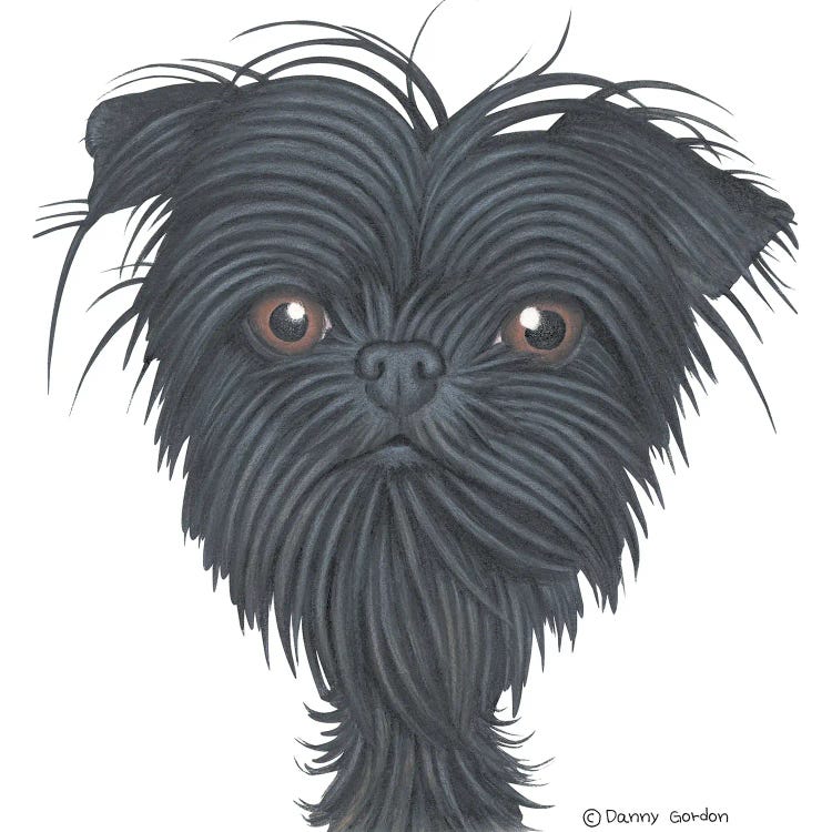 Affenpinscher Portrait