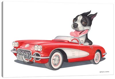 Boston Terrier Red Car Canvas Art Print - Danny Gordon
