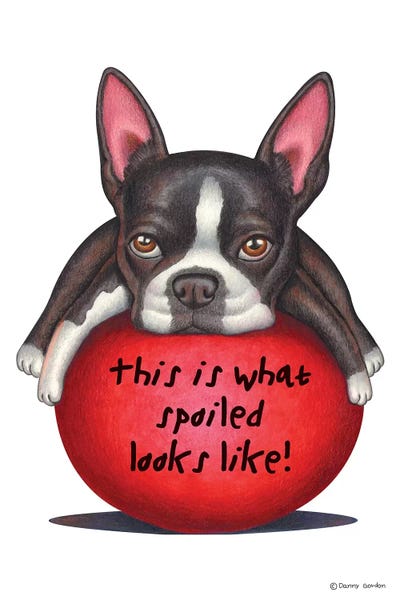 Boston Terrier Spoiled Looks Like by Danny Gordon metal wall art