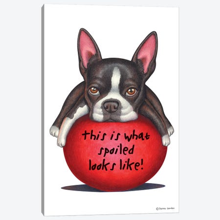 Boston Terrier Spoiled Looks Like Canvas Print #DNG17} by Danny Gordon Art Print