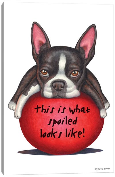 Boston Terrier Spoiled Looks Like Canvas Art Print - Boston Terrier Art