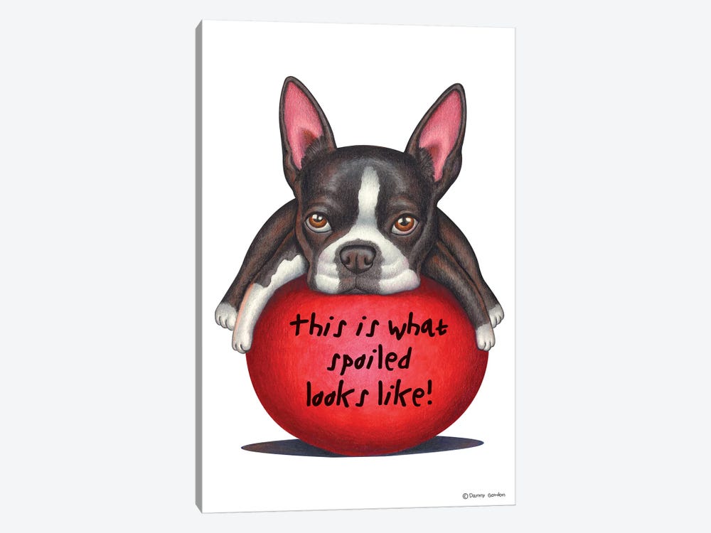 Boston Terrier Spoiled Looks Like by Danny Gordon 1-piece Art Print