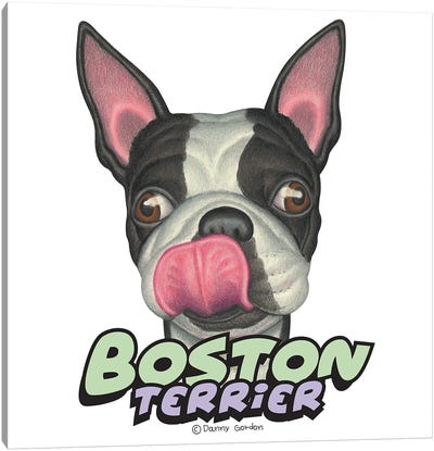 Boston Terrier Licking Lips Canvas Art Print - Danny Gordon