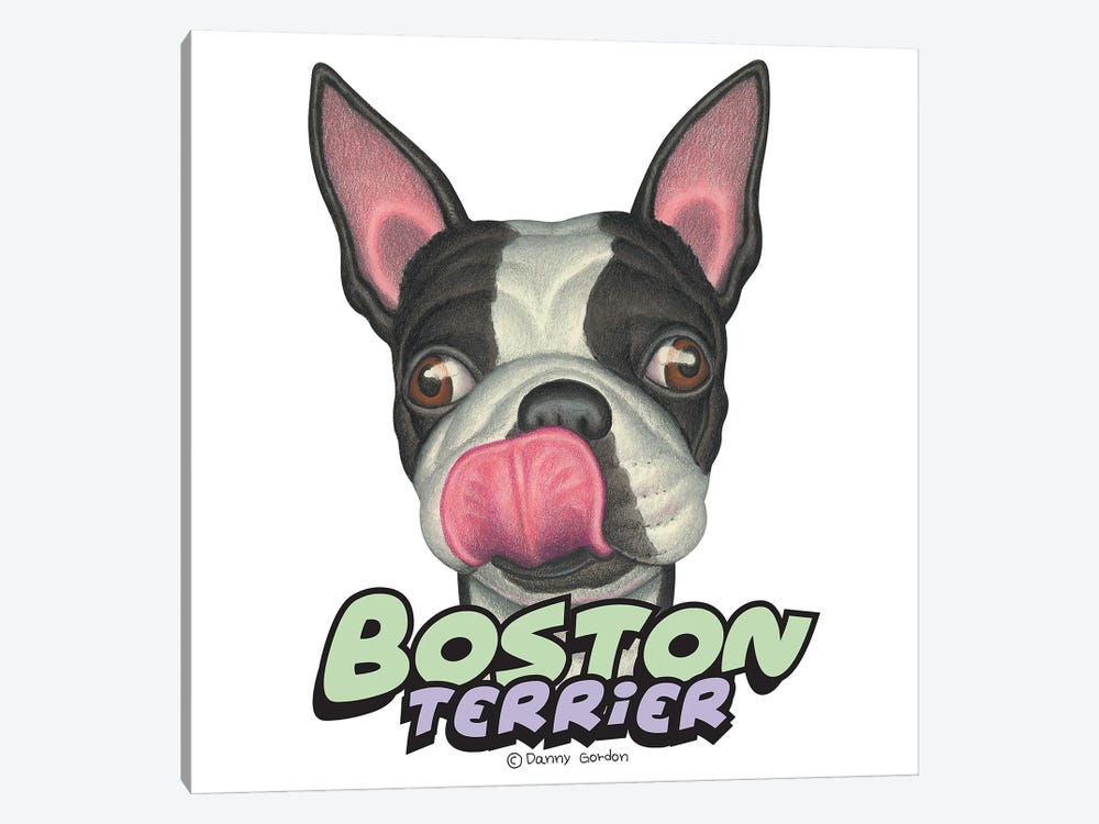 Boston Terrier Licking Lips by Danny Gordon 1-piece Canvas Print