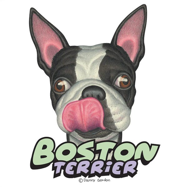 Boston Terriers: Boston Terrier Licking Lips by Danny Gordon